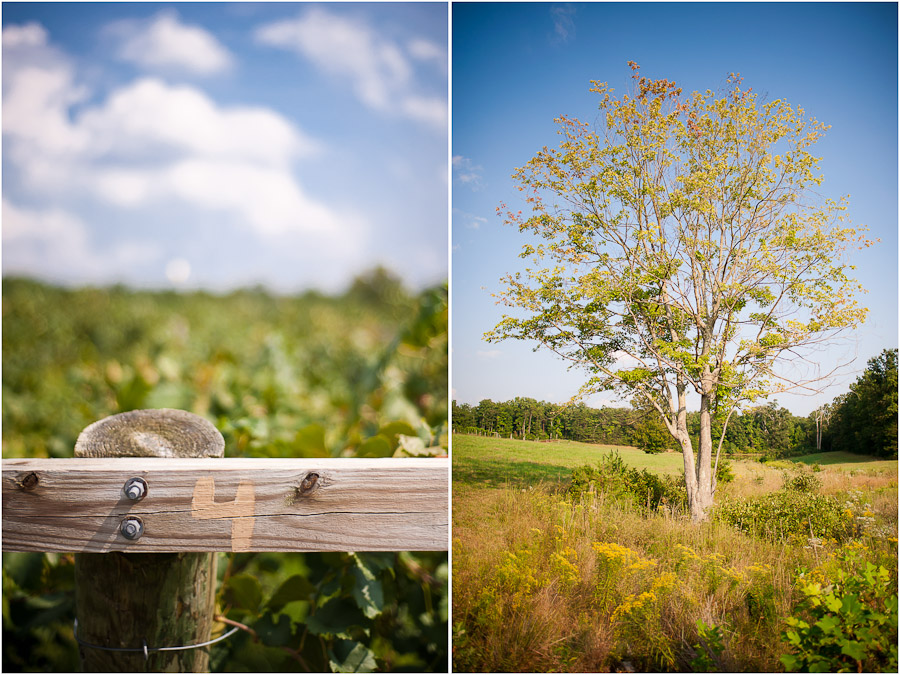 Cooper Vineyards, Louisa VA