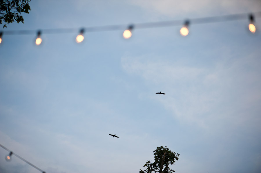 birds at wedding