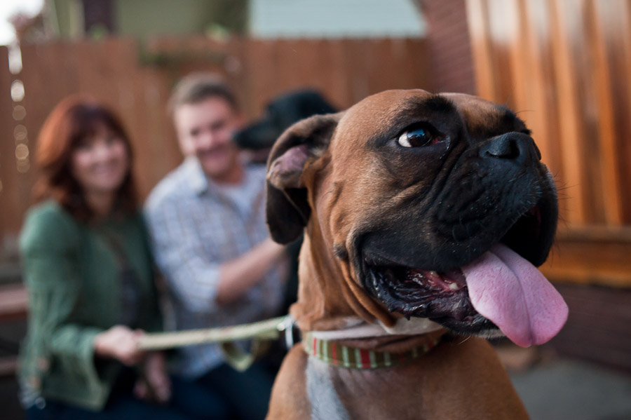 Hilarious Dogs at Engagement Session