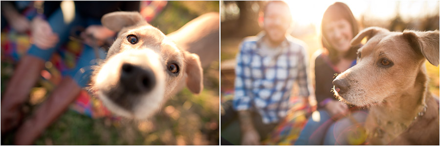 Funny dog engagement photography