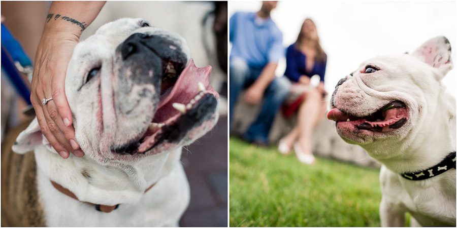 Engagement Photos with pet bulldogs