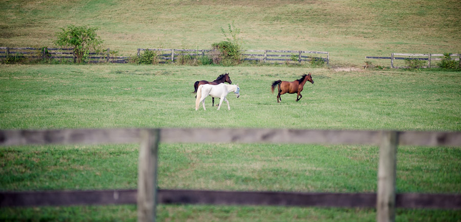 Horses running at outdoor, picnic wedding at Gingerwoods