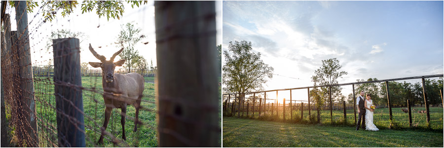 Bride and groom outdoor portraits with exotic animals in Louisville