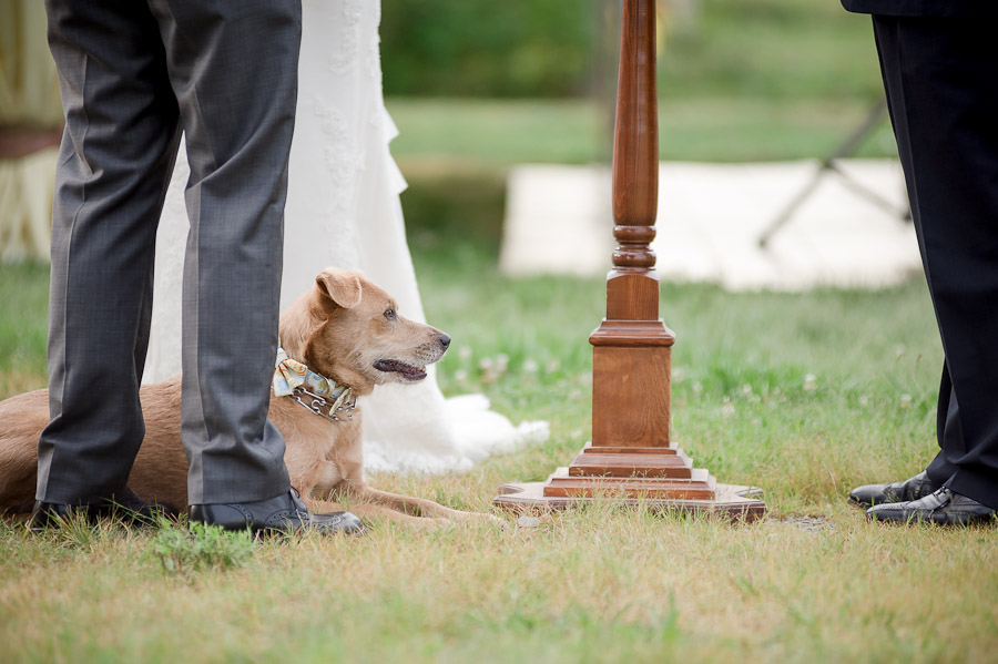 Cute and funny dog best man at outdoor wedding in Louisville