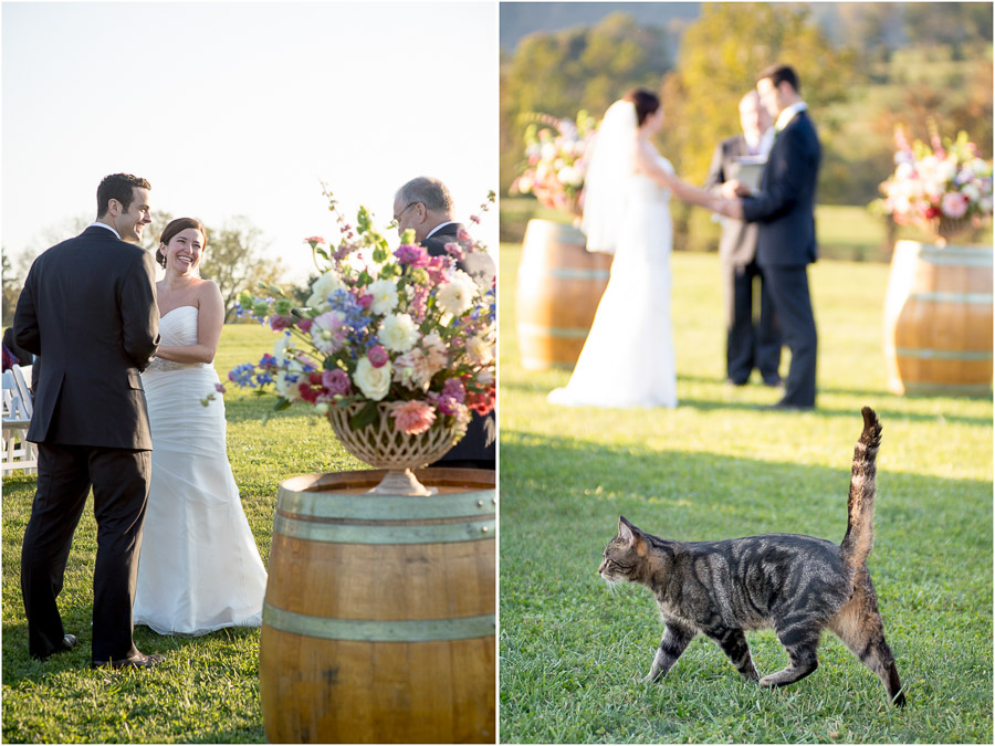 Hilarious ceremony moment with cat at King Family Vineyard wedding photograph