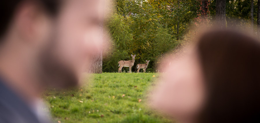 cool deer at engagement session