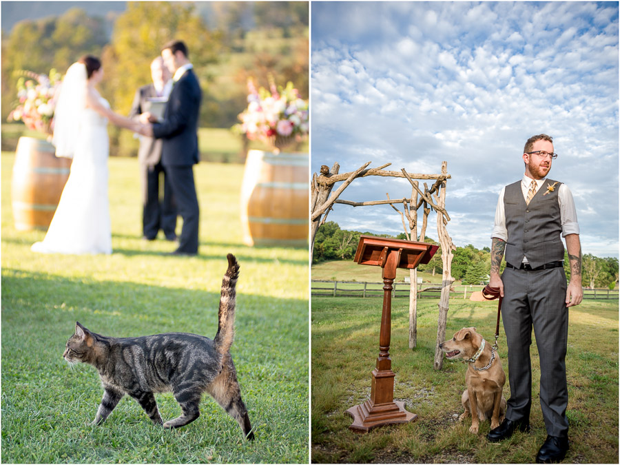 dogs and cats in wedding ceremonies