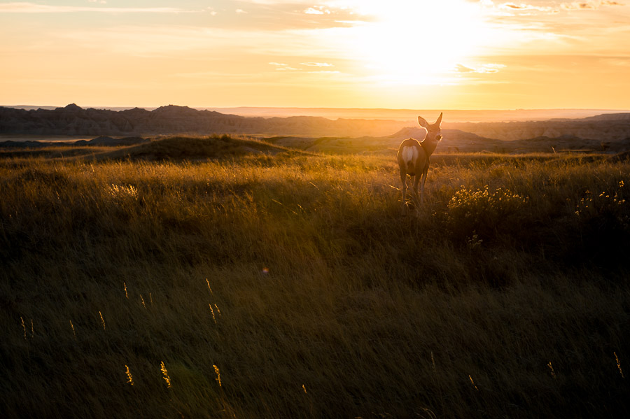 deer in the badlands