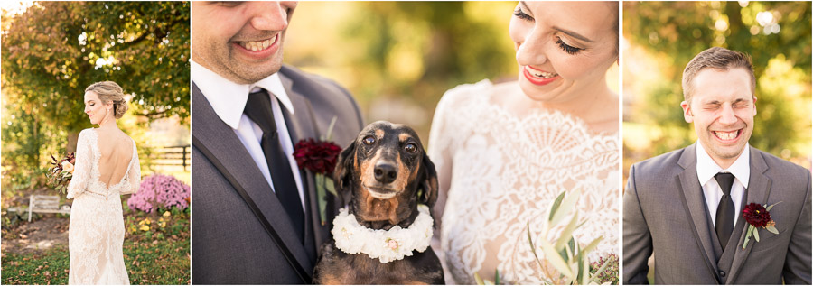 cute doggies at weddings