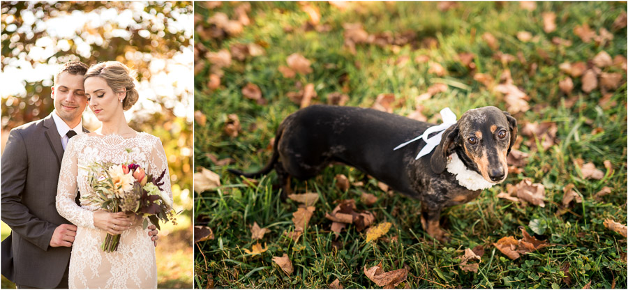 cute weiner dog at wedding