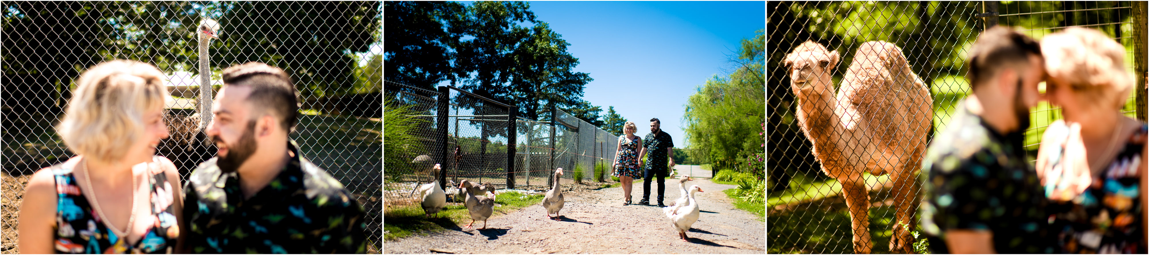 Petting Zoo Engagement Photos